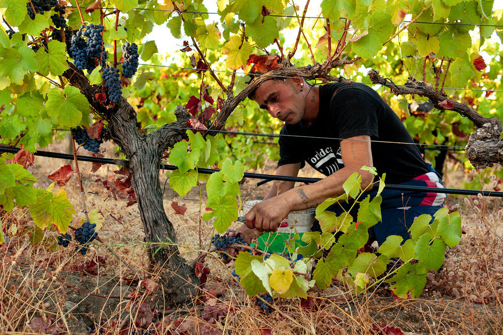 Harvest, Bucha & Wine-Paired Lunch